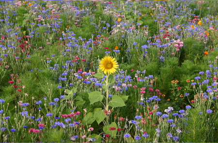 tournesolseul