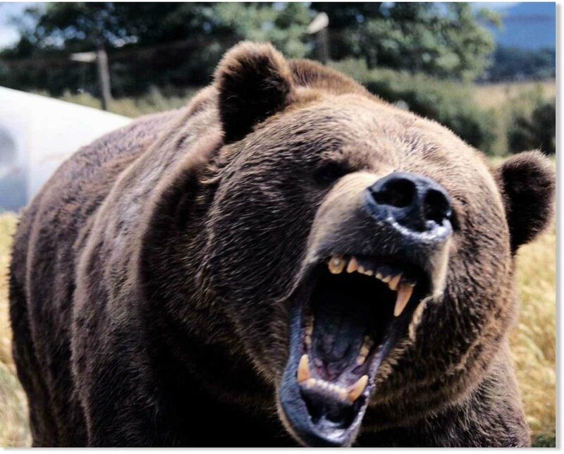 ours terrifiantscary_angry_bear