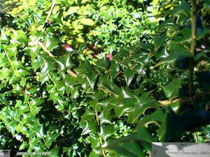 7425_Pernyi_Franchet