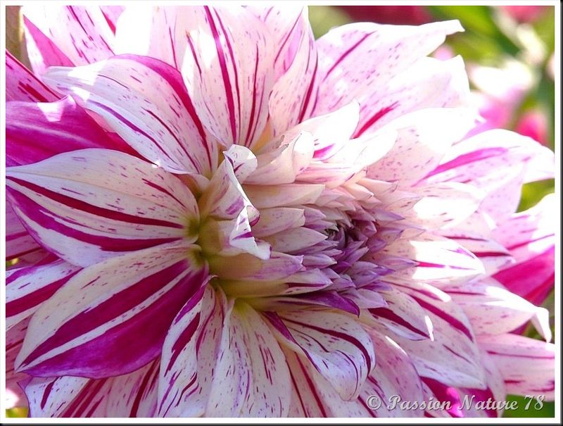 Les dahlias (10)