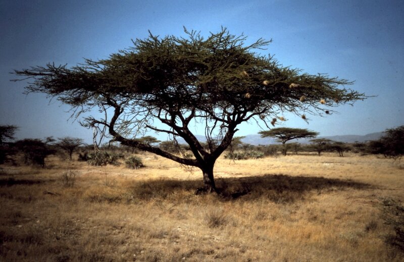 tanzanie 07