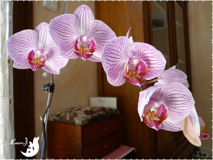 orchidees 2