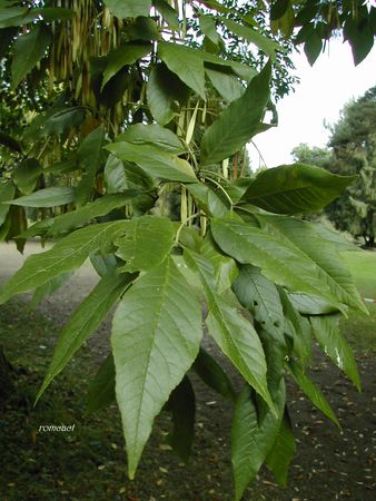 Fraxinus_pensylvanica__1_