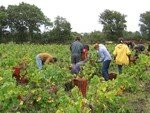 Vendanges_Aloha_06_008