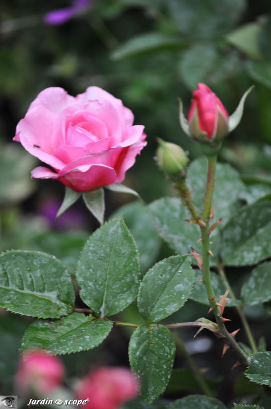 Rosier 'André Brunel'® panhay, Hybride moderne