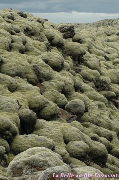 Champ de lave de l'Eldhraun, recouvert de lichen.