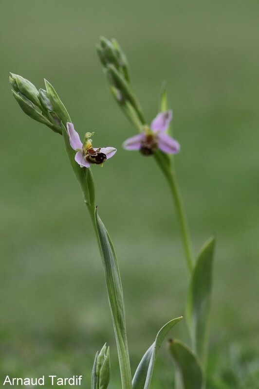 00971 Maison Mai 2020 - Ophrys Abeille - Pied 17