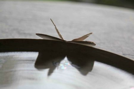7papillon
