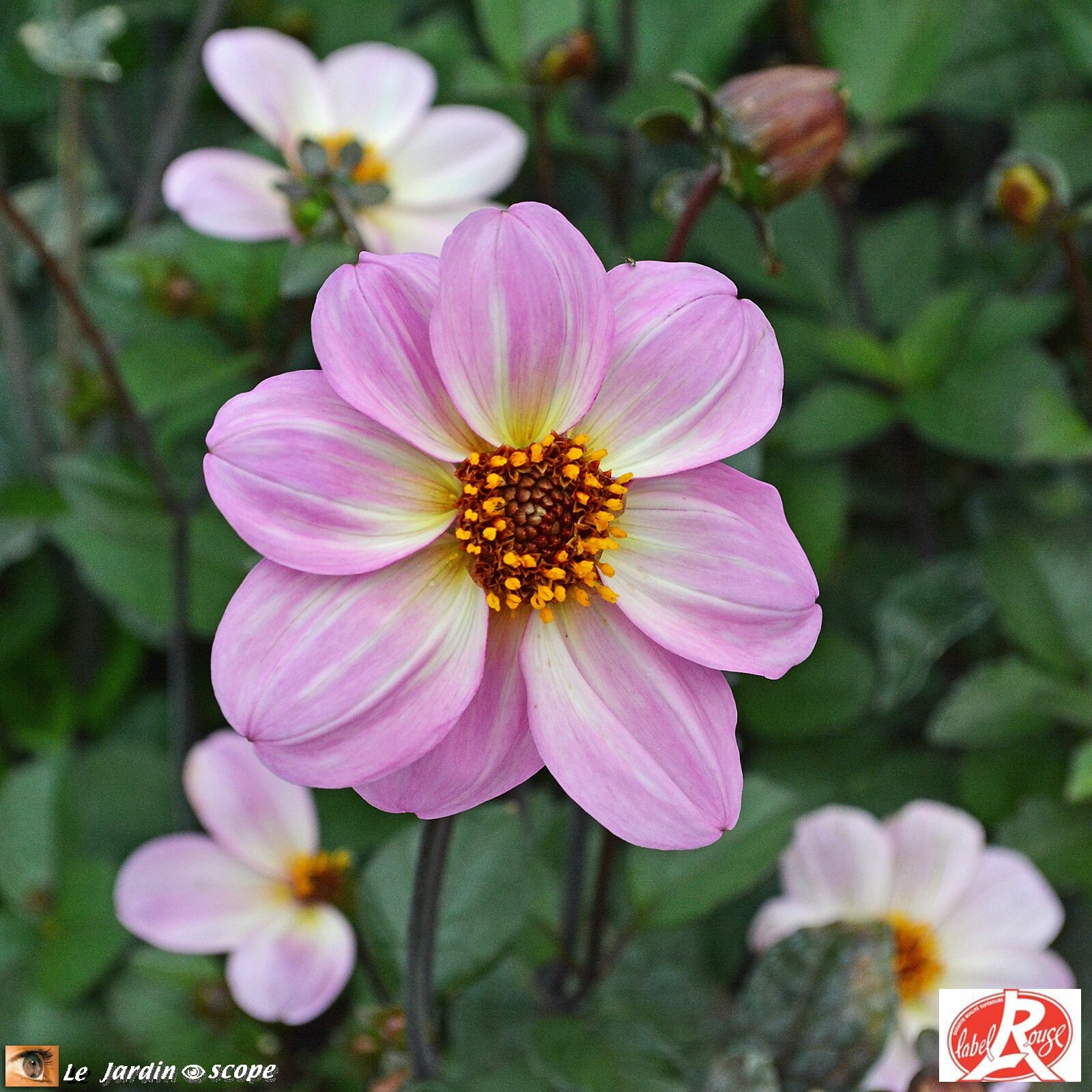 Dahlia Halo (Label Rouge)