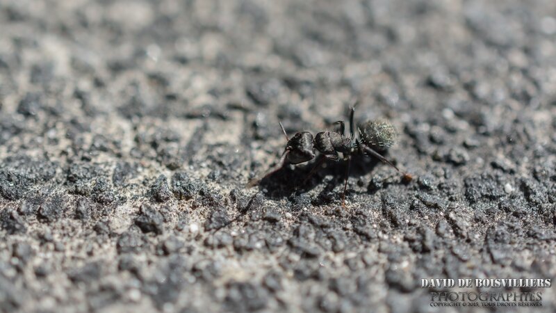 Fourmi Camponotus grandidieri - Île Maurice