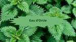 1 ortie(1)Eau d'Ortie