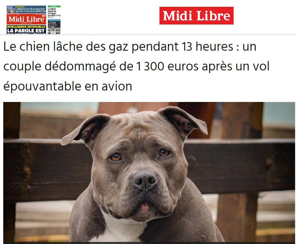 chien en vol