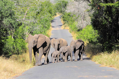 El_phants_de_savane__r_serve_de_Hluhluwe__Afrique_du_Sud