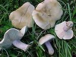 Tricholome_sinistre10