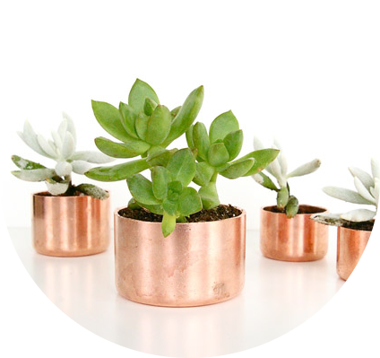 succulentes