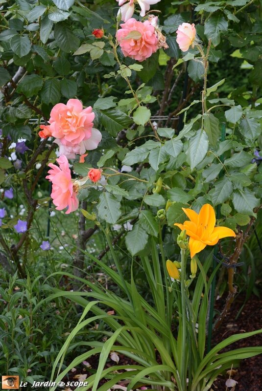 Hemerocallis Orange Prélude et Rosier Westerland