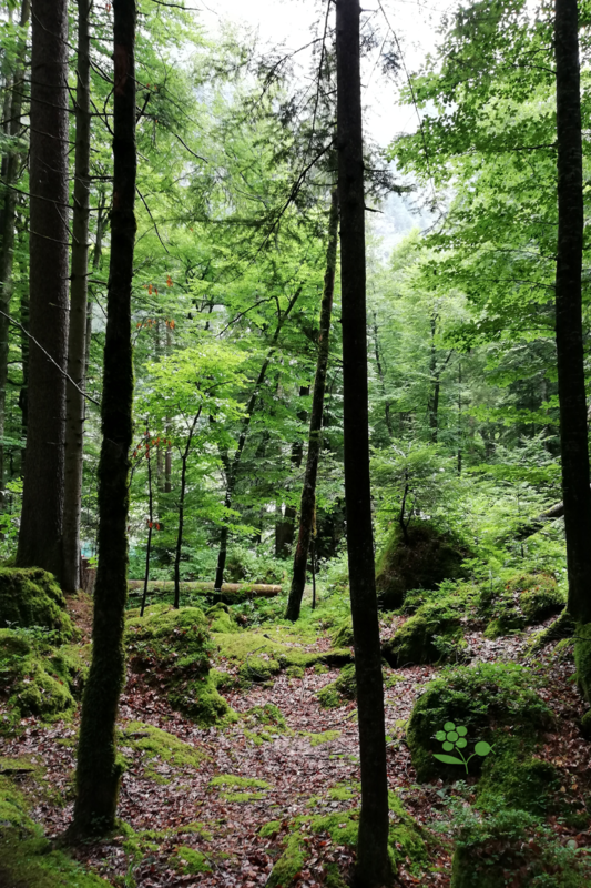 SUISSE_Blausee_1