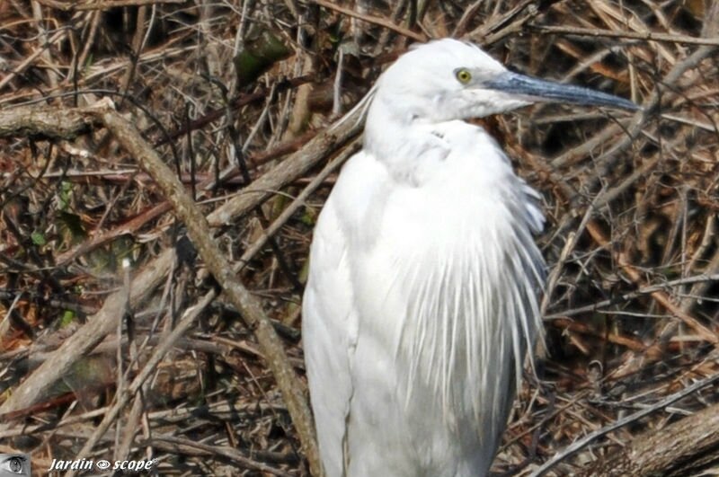 Parc ornithologique du Teich - Aigrette garzette - Egretta garzetta