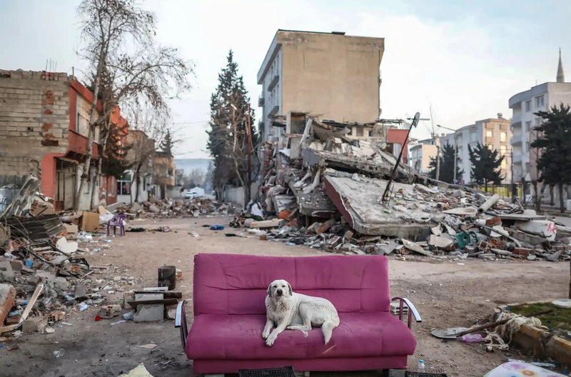 A dog sits on a couch in front of a collapsed building after a powerful earthquake in Adiyaman_webp