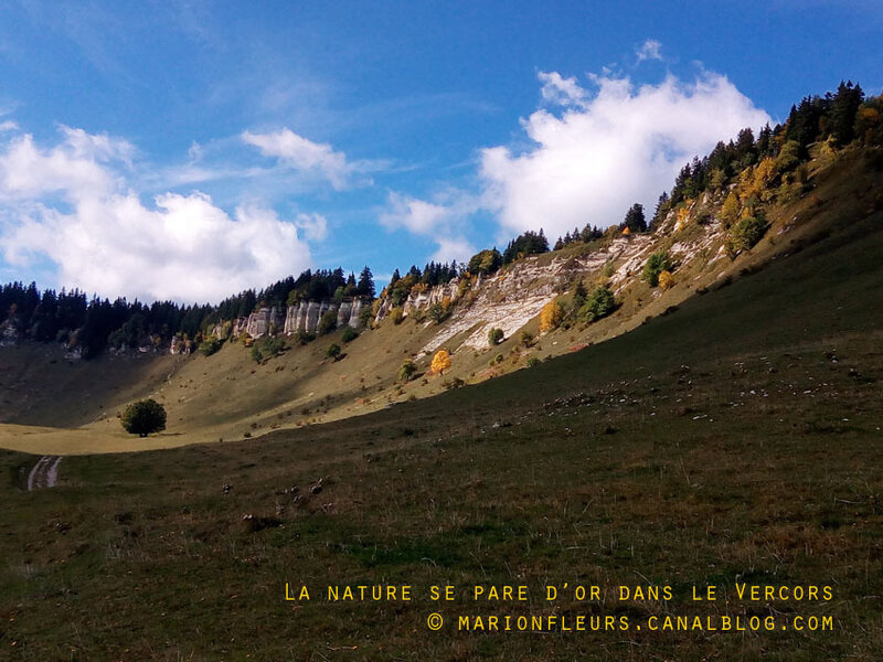 De l'or dans le Vercors ; marionfleurs