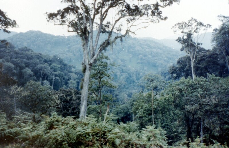 zaire foret gorilles l