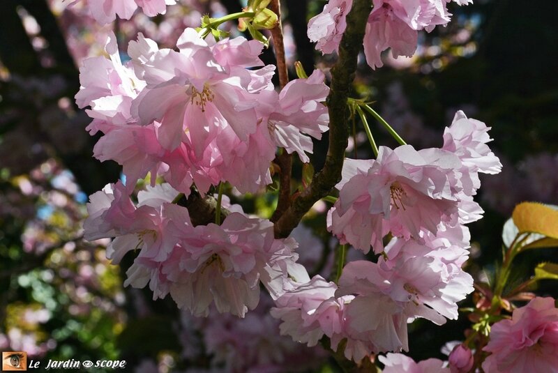 Parc-Floral-1c