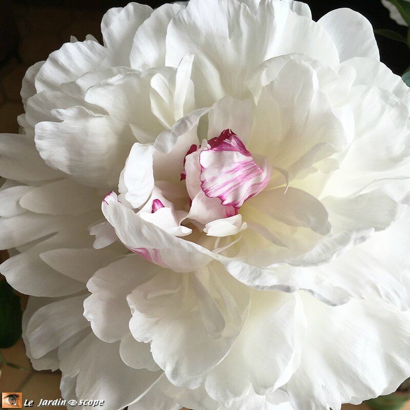 Paeonia lactiflora Festiva maxima
