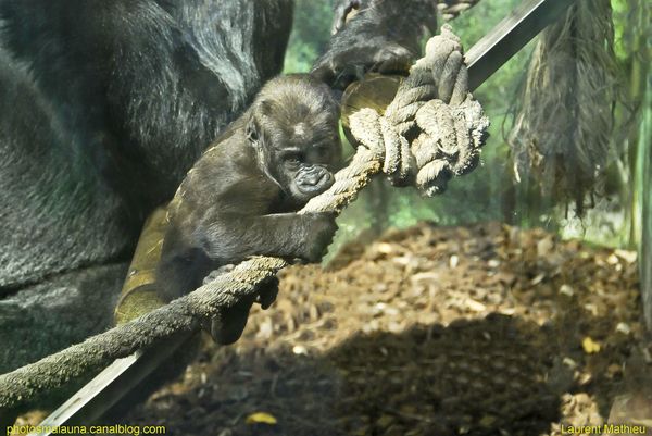 Bebe Gorille