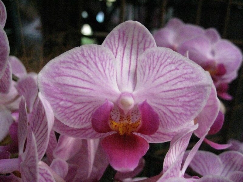 orchidées