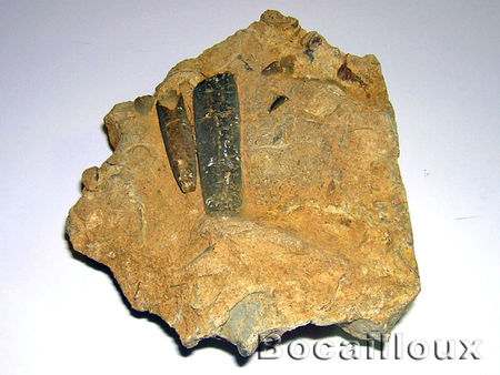 BELEMNITE_F22__Normandie__2_