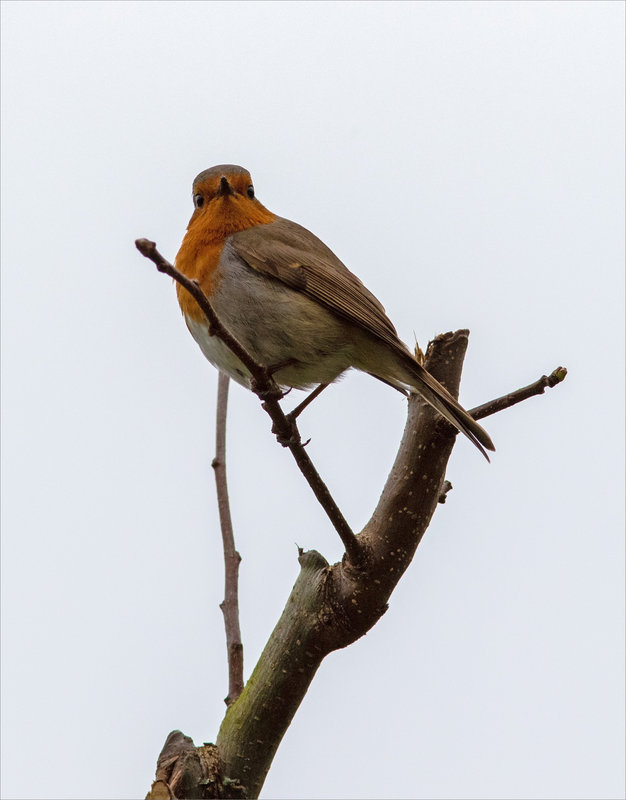 oiseau RG 4 220323