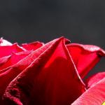 fleurs studio