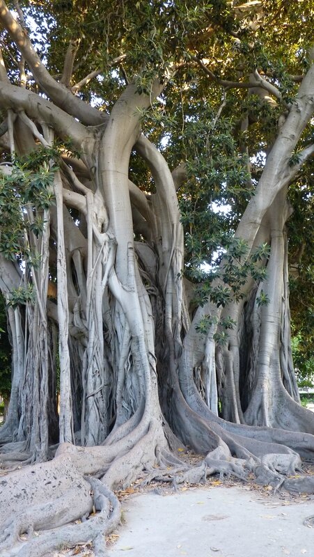 Ficus magnolioides d'australie
