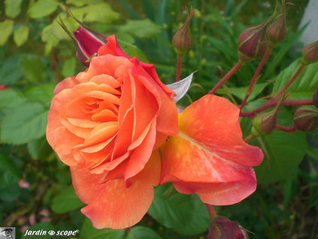 Westerland