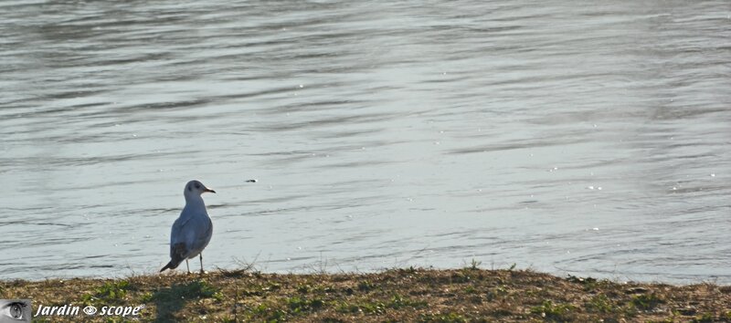 Mouette-sur-la-rive