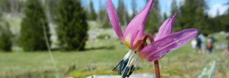 Printemps en Vercors - campanette - darbounouse