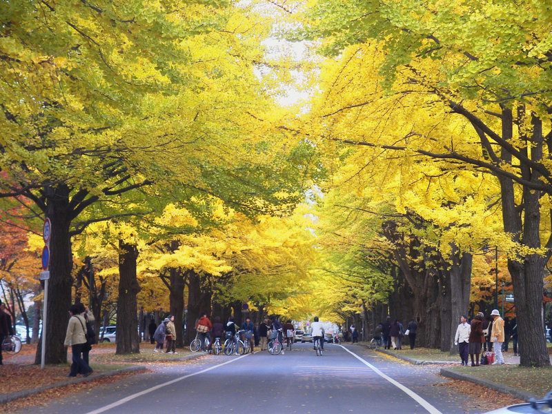 Hokkaido-University-Sapporo-Campus-Ginkgo-roadside-trees-01