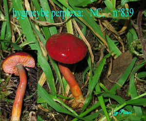 hygrocybe_perplexa__n_839