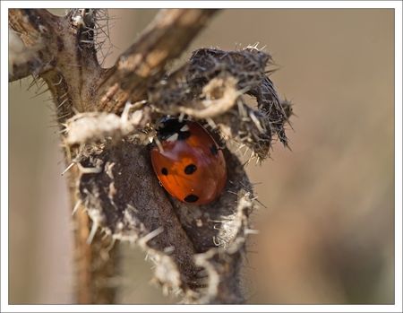 QM_coccinelle_cache_231009