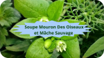 11 MOURON BLANC(1)Soupe Mouron Blanc Mâche-modified