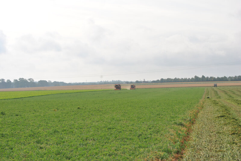 baromesnil petit pois herve brasseur 002 (3)