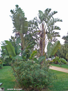 8875_Strelitzia_nicola__palmes