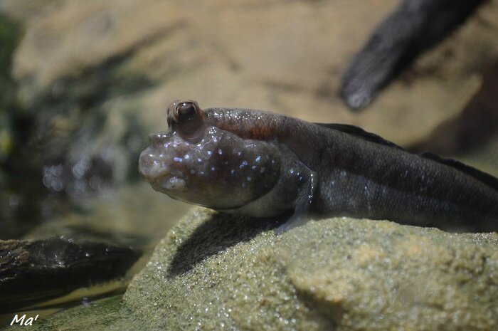 160131_aquarium_Allex_9