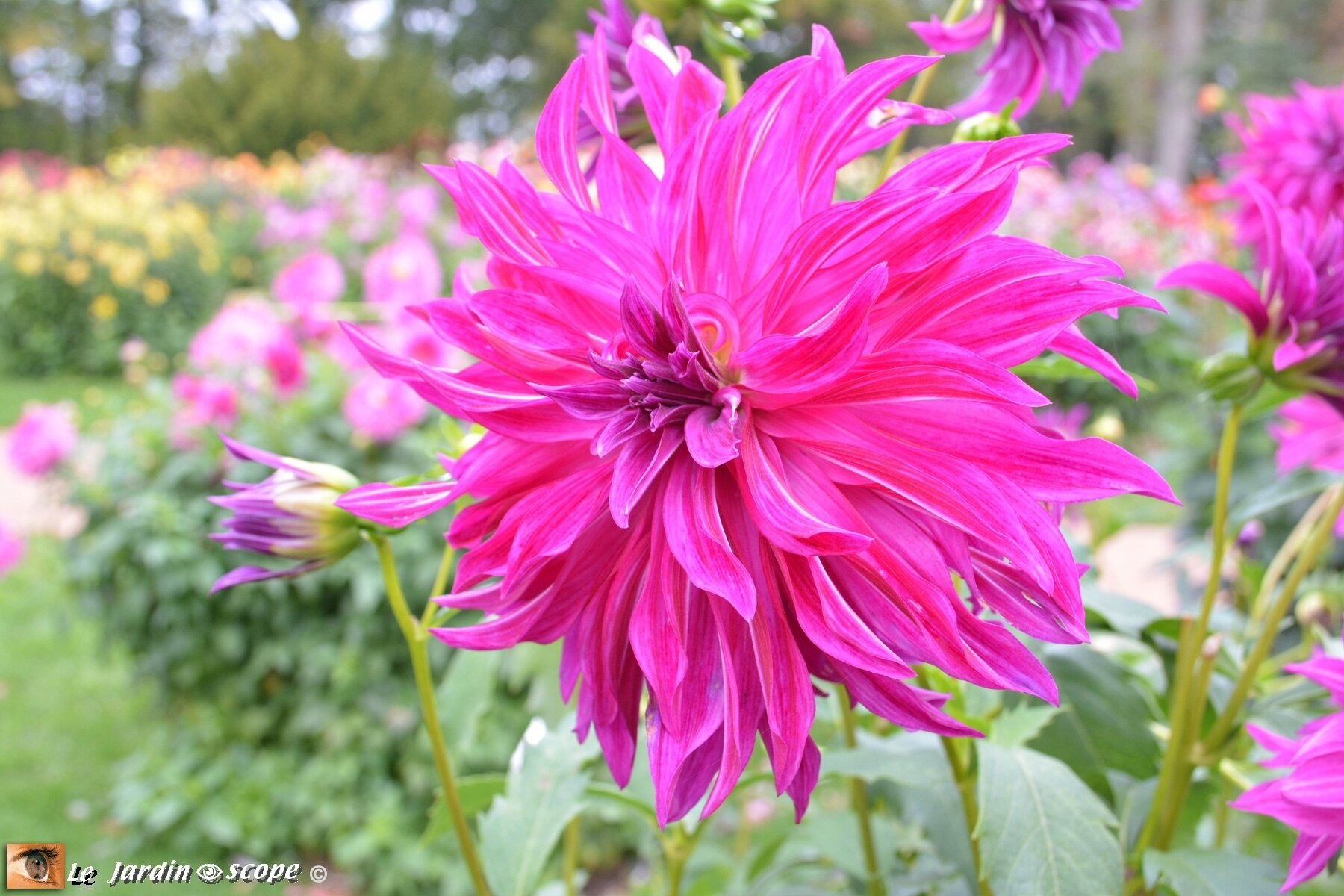 Dahlia-Bangkok-violet-(LR)