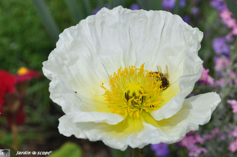 Pavot blanc