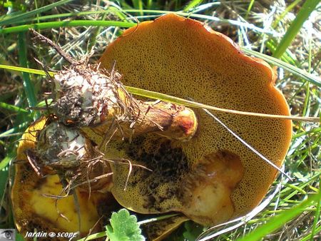 Suillus grevillei