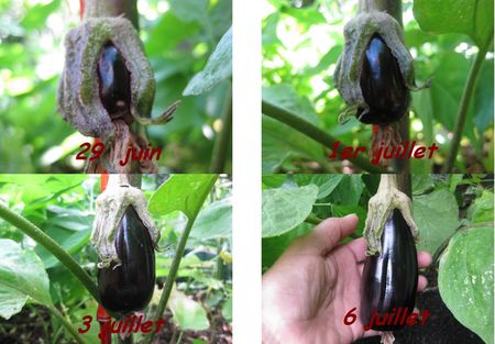 Aubergine_r_capitulatif_fruit