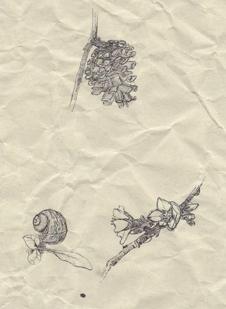 pigne, fleur d'amandier et escargot