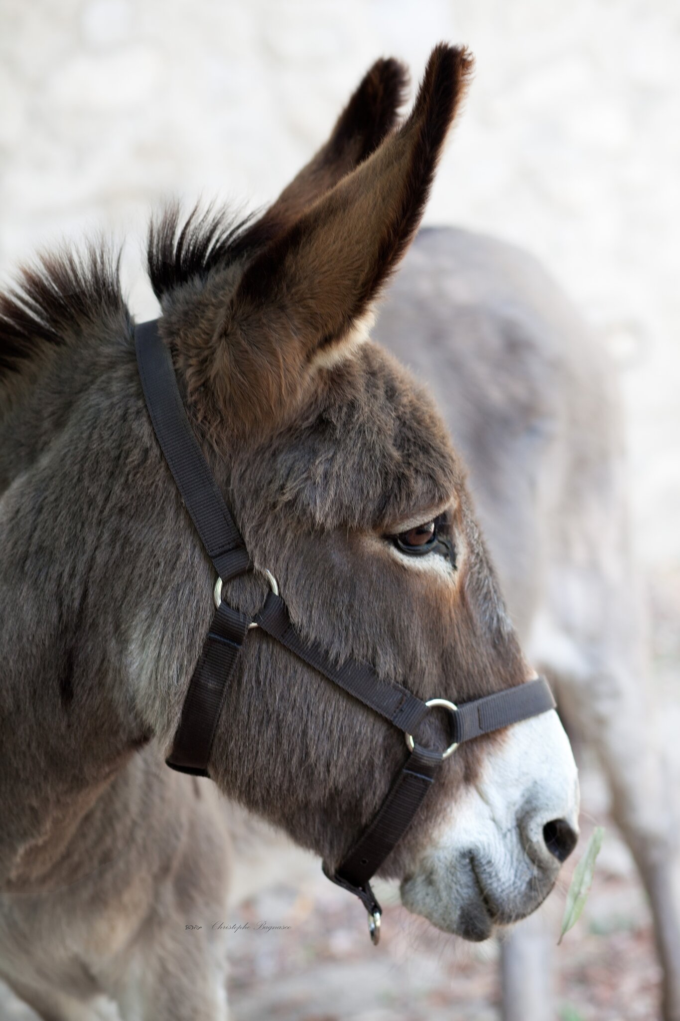 Dressons l'oreille