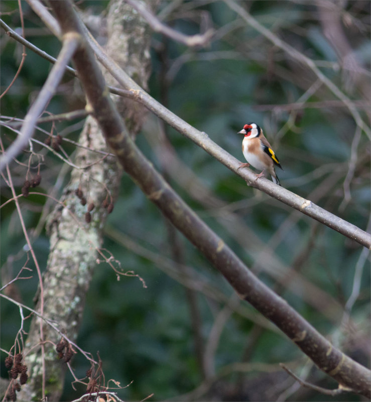 Oiseau Chardonneret 240124 3